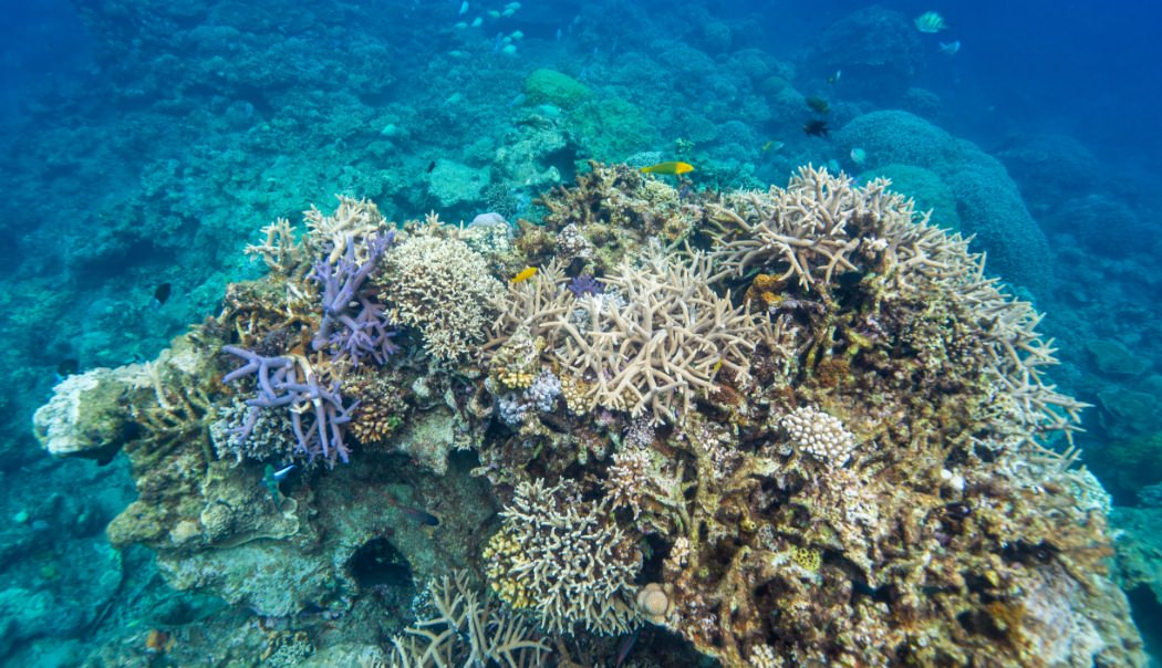 奄美の海中のサンゴ礁